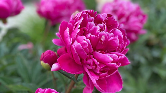 Flower Essences vs. Herbals: What You Need to Know
