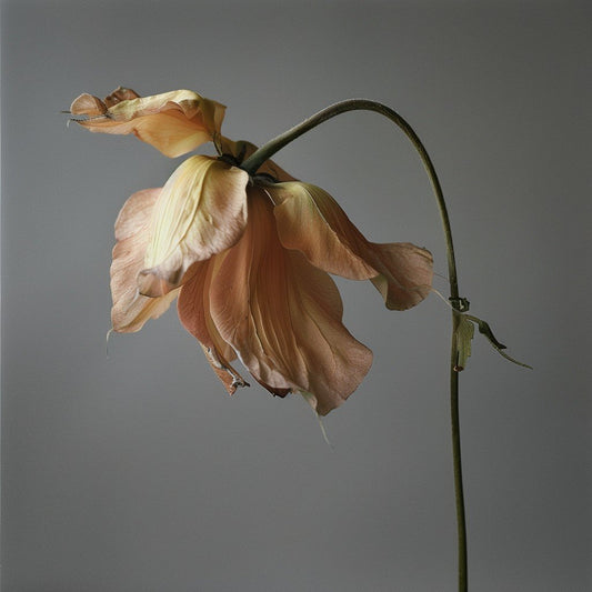 Wilting Flower